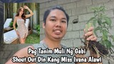 Buhay Probinsya ~  Pag Tanim Muli Ng Pagudo / Gabi ( Shout Out To Ivana Alawi )