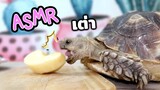 ASMRเต่าซูคาต้า /ASMR Turtle