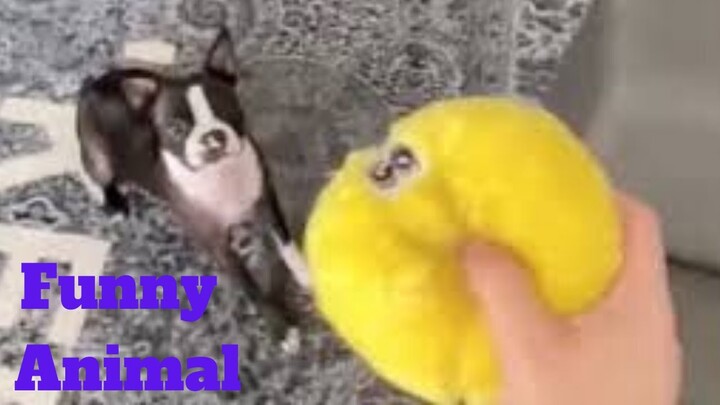 💥Funny Animal Viral Weekly😂🙃💥of 2020 | Funny Animal Videos💥👌