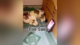 Nay nhà Sáng có xữa tém trộn 🤣🤣🤣 mèo cat