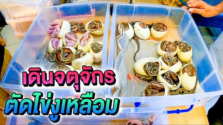 เดินจตุจักร แวะตัดไข่งูเหลือม ได้สีด่าง สวยระดับโลก
