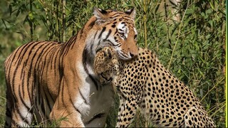 13 Deadliest Tiger Attacks Caught on Camera