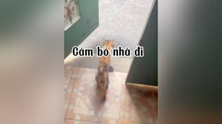 Nghĩ mà buồn mèo cat