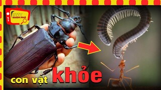 10 loài động vật khỏe nhất hành tinh 🔥 Khám Phá Thế Giới Động Vật