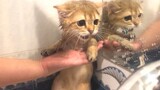 [Animals] A Felinae's first shower, with expression of innocence