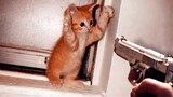 Funny Cats ✪ Cute and Baby Kittens Video Will Melt Your Heart
