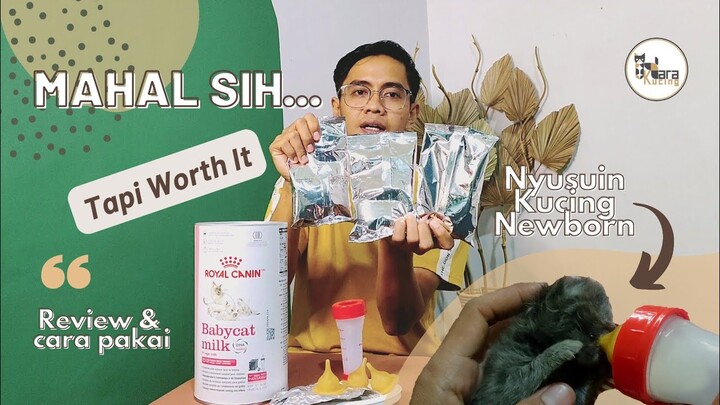 SUSU UNTUK BAYI KUCING YANG BARU LAHIR