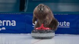 Bagaimana jika groundhog konyol datang ke Olimpiade Musim Dingin...