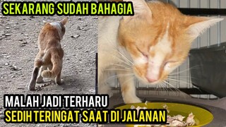 Kucing Keramat Part 2 Yang Kakinya Patah Dapat Makanan Yang Berlimpah Di Cats Lovers Tv