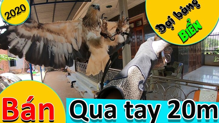 [Hùng Hunter]- Bán Đại bàng Biển qua tay tốt.