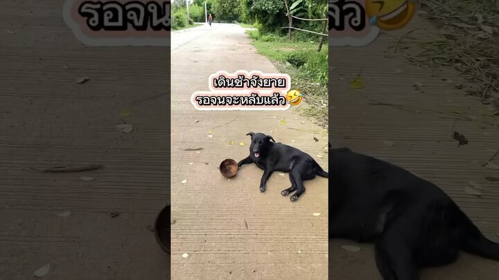 จะได้บ้างบ่อน้อวันนี้🤣😁 #คลายเครียด #dog #funny #straydogs #สุนัข #ตลก #smartdog #ตลกฮาฮา  #shorts