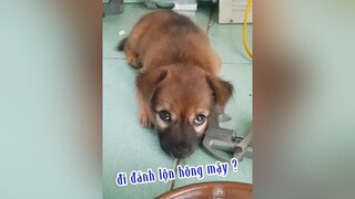 Rủ bé Chuột Giang Hồ đi đánh nhau và cái kết 🤣 sắp đạt 10 ngàn Follow rồi mọi người ơi. thucung yeudongvat gaude