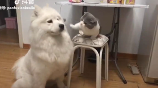 Funniest Animals