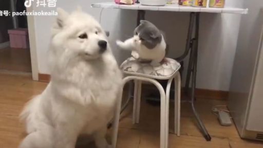 Funniest Animals