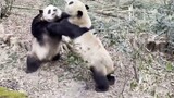 Giant Panda|Two Giant Pandas Fighting
