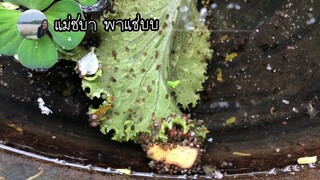 หนึ่งวันผ่านไปหลังจากที่ซื้อไข่หอยเชอรี่ มาดูกันว่าเป็นยังไงบ้าง | แม่ชบา พาแซ่บบ