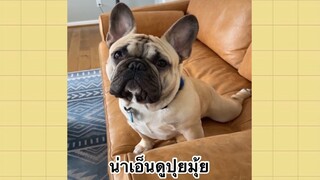 เพื่อนตัวน้อยแสนซน : น่าเอ็นดูปุยมุ้ย