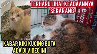 Menolong Kucing Sakit Parah Di Pinggir Jalan Part 2 Alhamdulillah Melewati  Masa Keritisnya..!