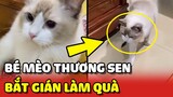 Bé mèo BẮT GIÁN làm quà khiến sen muốn đăng xuất khỏi TRÁI ĐẤT 😂 | Yêu Lu