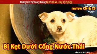 Giải cứu chú chó con bị mắc kẹt dưới cống nước thải và cái kết || Review Con Người Và Cuộc Sống