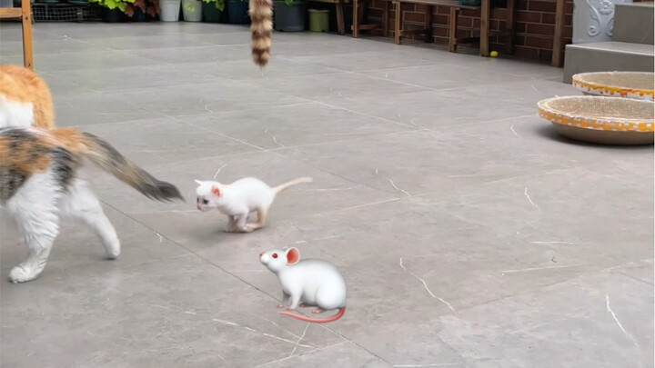 11 cats and 1 mouse were having a lot of fun!