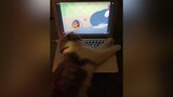 Một chú mèo xem Tom & Jerry. Đoạn cuối muốn hư cái máy tính của tui 🥺🥲 cái thân thể đó đè lên phím spacebar cat tomjerry onhagiaitri