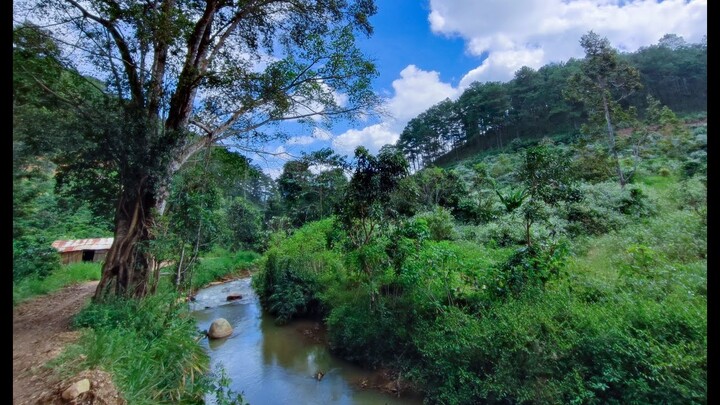 Bán đất view suối rừng thông cực đẹp tại Di Linh