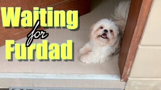 My Dog Waits For Me After Work | Cute & Funny Shih Tzu Dog Video