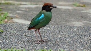 Migratory HOODED PITTA, Singapore