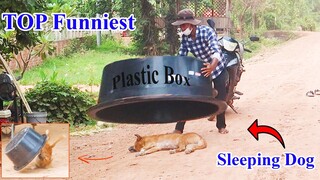 Wow !! Top Funniest Super Plastic Box vs Sleeping Dog | How to Stop Laugh?