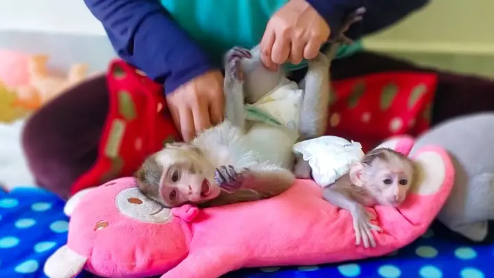Most Playful Monkey!! Tiny adorable Luca & Toto having a great time playing with Mom amusingly