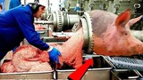 Why is American pork so cheap? You will be shocked when you see the American pig slaughtering proces