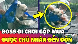 Tan chảy hình ảnh 'CHÚ CHÓ' được cô chủ hối hả 'ĐẾN ĐÓN VỀ' vì đi chơi bị ƯỚT MƯA 🥰 Gâu Đần