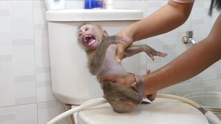 Mom Cleaning Bad Diaper To Tiny Monkey Maki Before Eat Breakfast | But Maki Not Eat This Morning