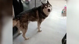 Dog|Hilarious Moments of Animal