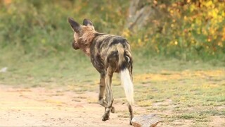 leopard documentary