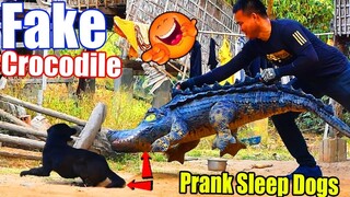 Fake Crocodile Prank Sleeping Dogs Very Funny Must Watch 2021