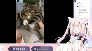 日本萝莉看石矶娘娘吸卷宝猫猫 笑个不停