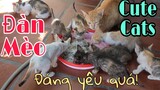 Đàn mèo đáng yêu/Cute cats/Bongbong channel