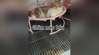 Các bác đoán mấy đứa 😂😂 mèo cat