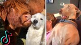 Funny TIK TOK Dogs - Adorable Puppies - Best TikTok Dog Compilation