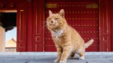 【Animal Circle】Royal guard acts cute. Brings claw to work.【Cat City】
