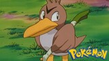 Pokémon Tập 49: Vịt Kamonegi! (Lồng Tiếng)