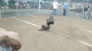 best dangray in action