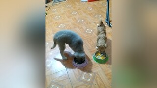 Ăn trứng vàng ươm...yeucho yeuchomeo cún cúncon chó chómèo chócon chó_cưng chókhôn yeuchomeo cưng chócute pet dog dogsoftiktok doggo