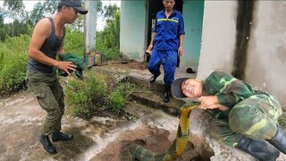 Cu Song Thò Tay Bắt Rắn Hổ Mang Chúa Hiện Tại Ng.uy K.ịch T.ính M.ạng | Đại 87 Săn Bắt Vùng Cao