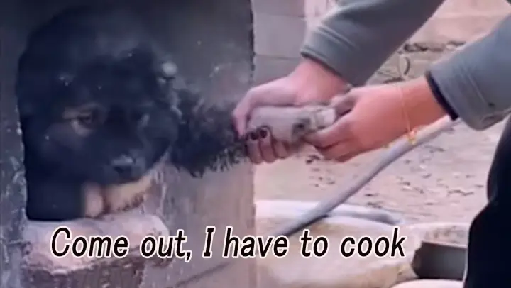 Dog Video Compilations | Dog: I'm Freezing