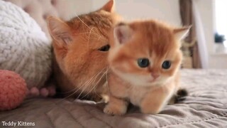 Funny video cat