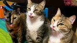 Meow Meow Cat Pusa Galore Video