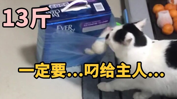 猫，可以有多像狗？